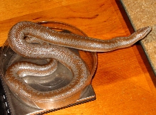 double het snow male