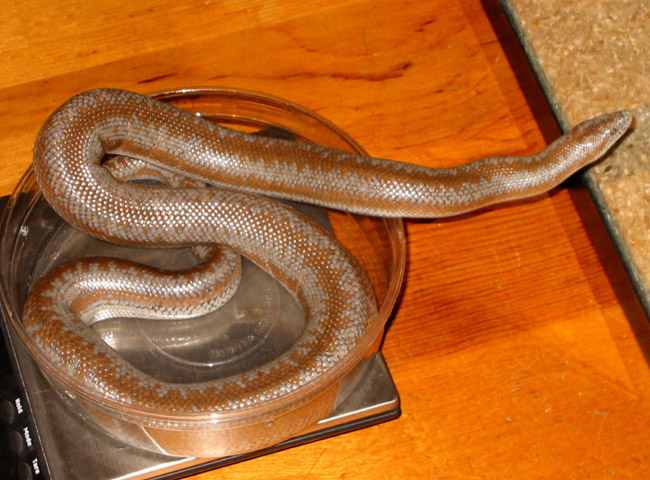 double het snow male