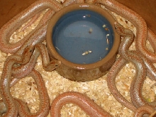 hypo borrego litter
