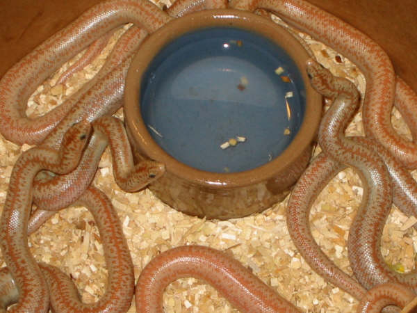 hypo borrego litter