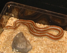 Female 2005 San Felipe