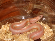 snow rosyboa