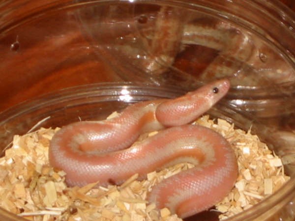 snow rosyboa