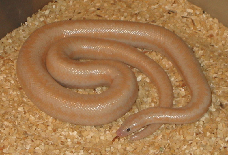 Snow rosy boa