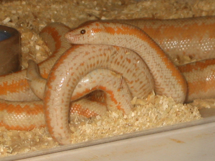 Whitewater attempted breeding