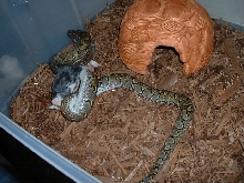 SJ_eating_01