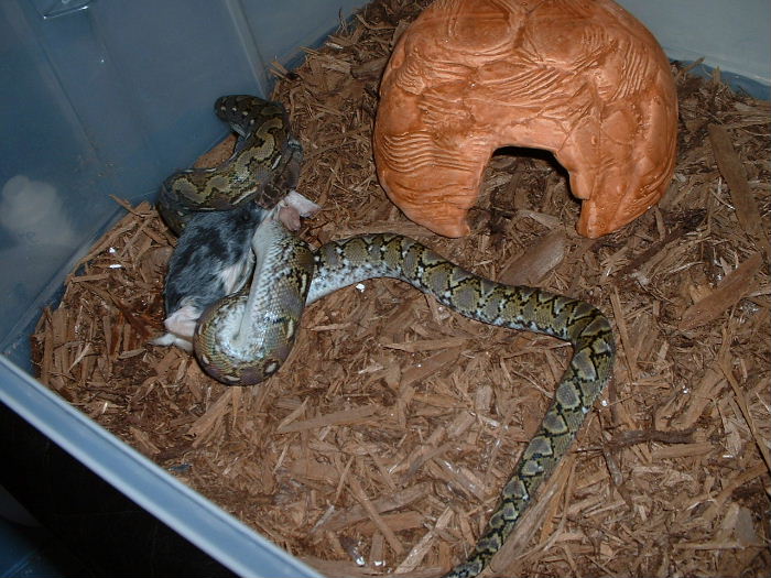 SJ_eating_01