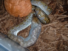 Super Jampea Retic