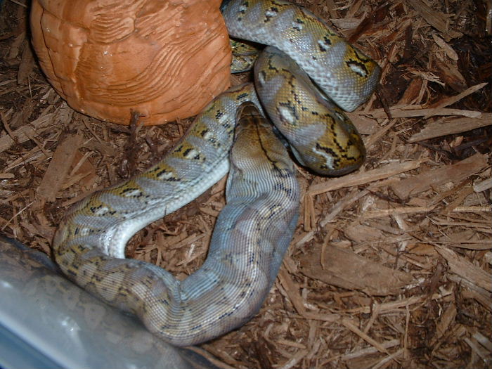 Super Jampea Retic