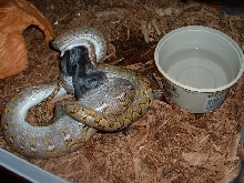 Super Jampea Retic