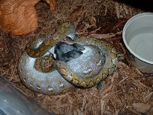 Super Jampea Retic