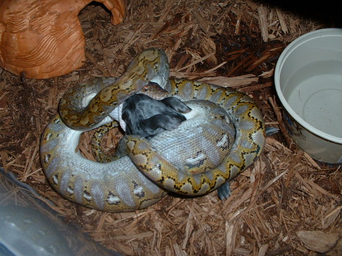 Super Jampea Retic