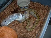 Super Jempea Retic