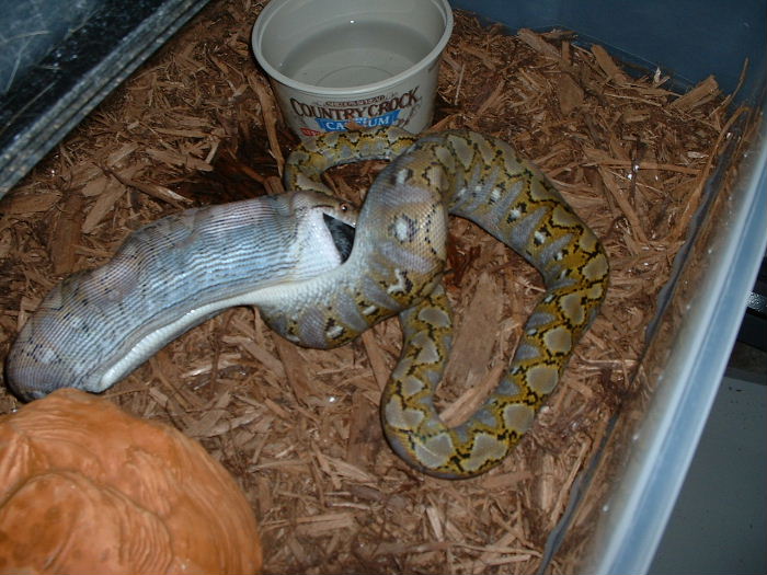 Super Jempea Retic