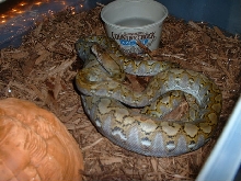 Super Jampea Retic