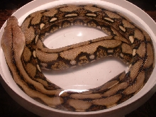 tiger retic