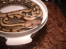 tiger retic