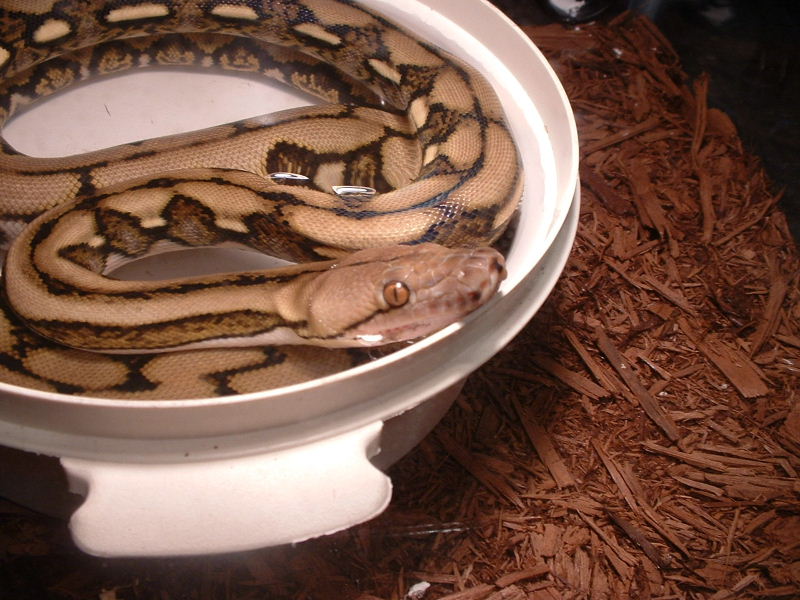 tiger retic