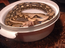 tiger retic