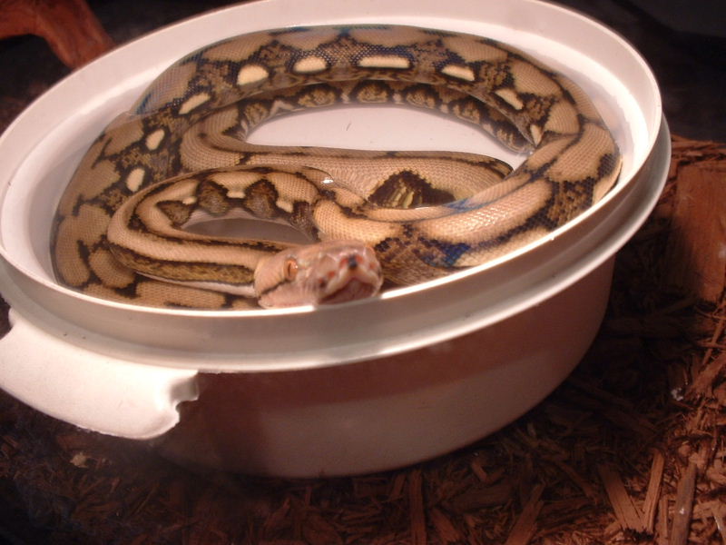 tiger retic