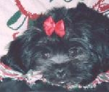 Sadie