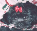 Sadie