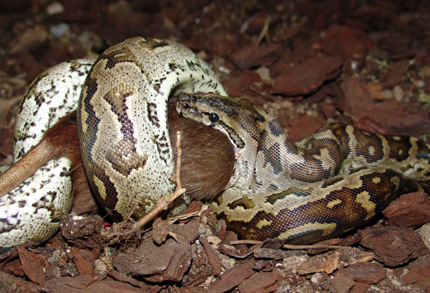 Python natalensis