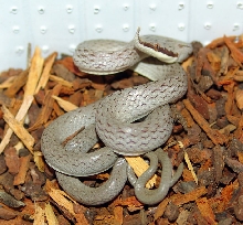 Rhynchophis boulengeri juvenile