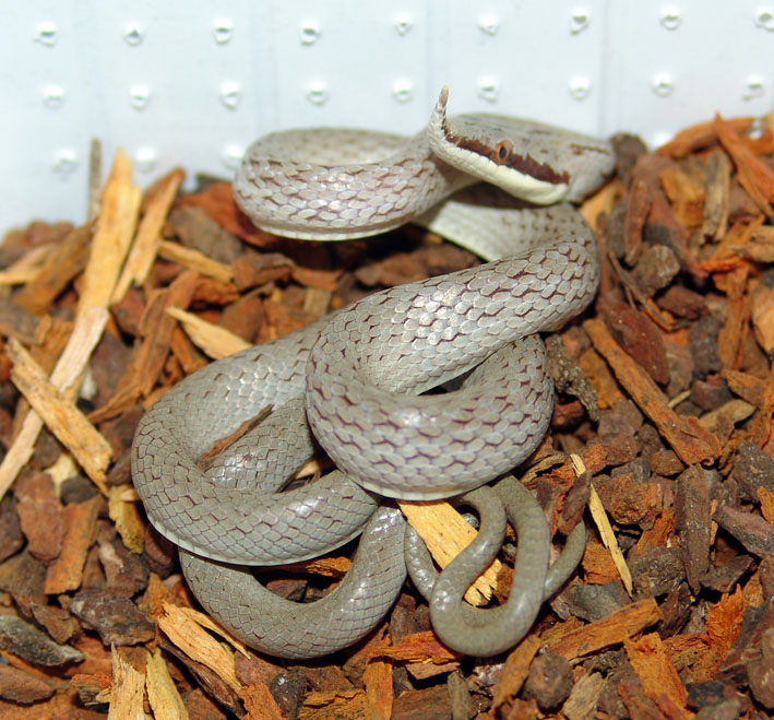 Rhynchophis boulengeri juvenile
