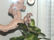 new baby