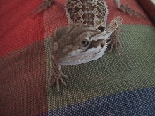 noodles pillow