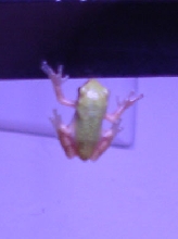 New Frog