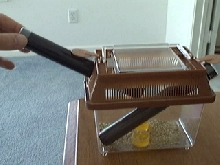 cricket showing