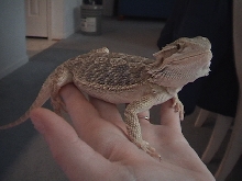noodles full body