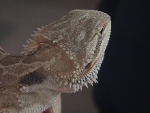 noodles head