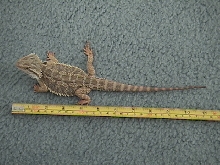 measuring tape