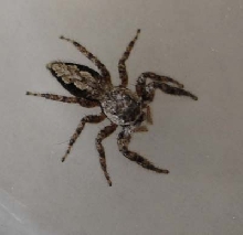 home spider