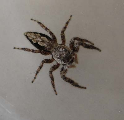 home spider