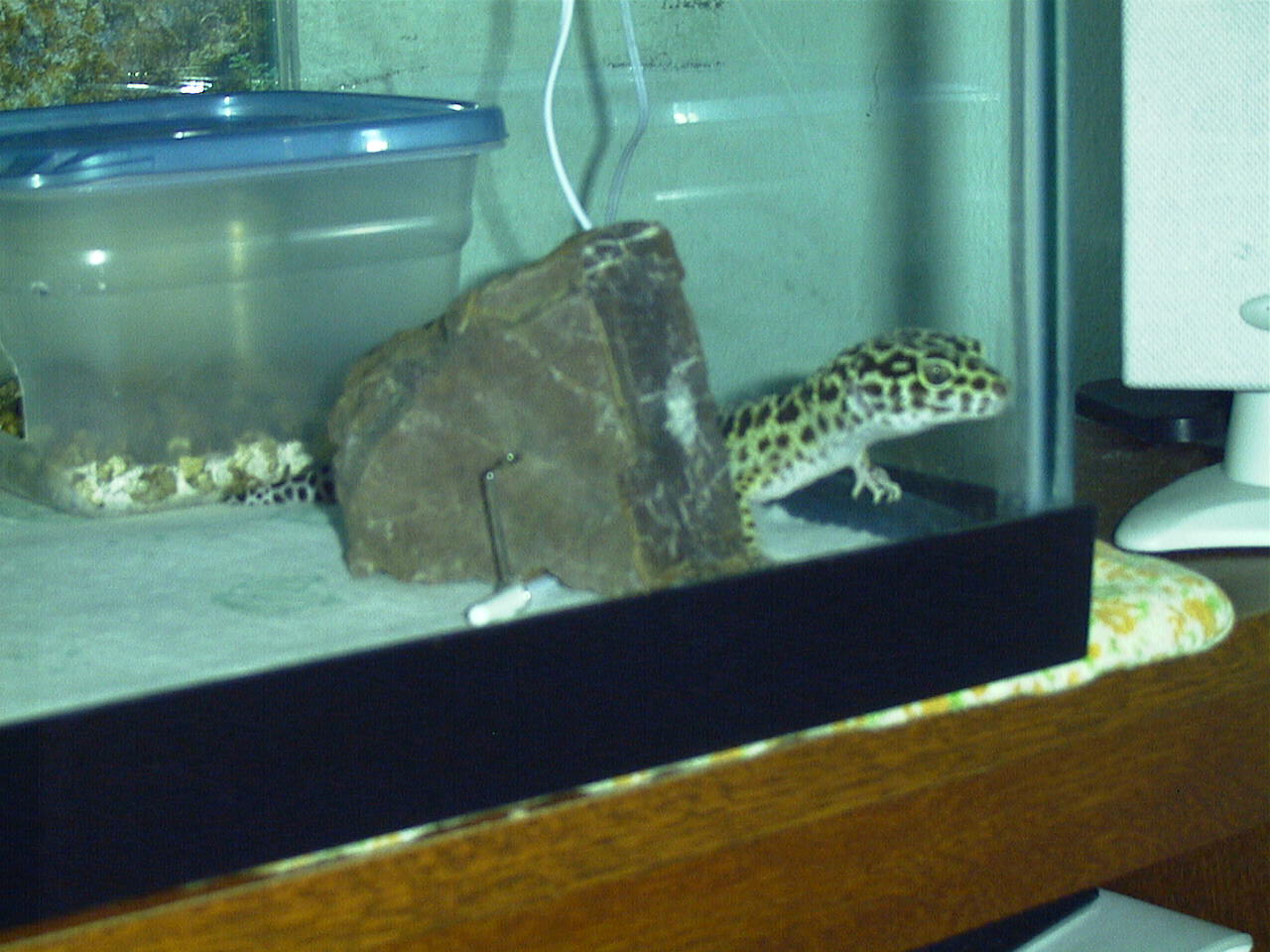 Gecko