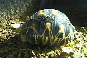 kman_G.Radiata_039.jpg