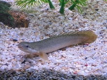 One of my Bichirs
