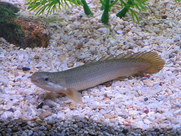 One of my Bichirs