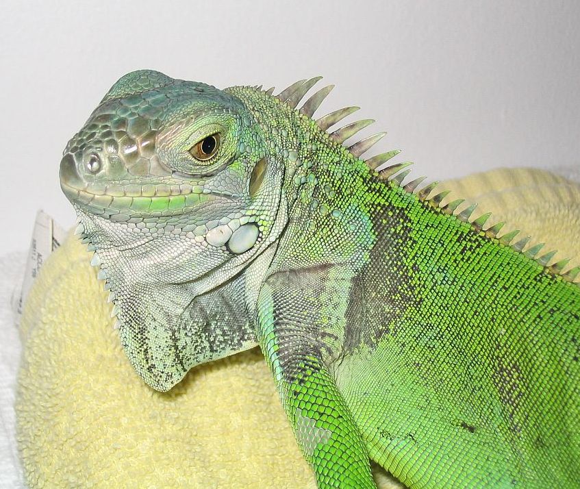 My Iggy