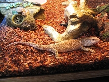 My New Savannah