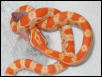One of my corns
