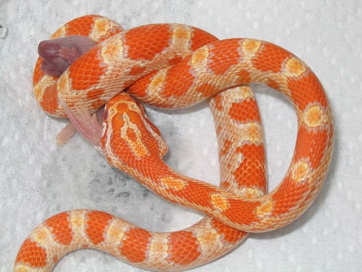 One of my corns