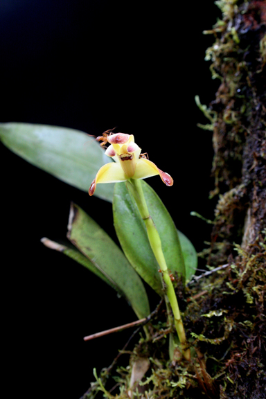 strange orchid and ant