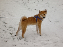 Ryu in the Snow