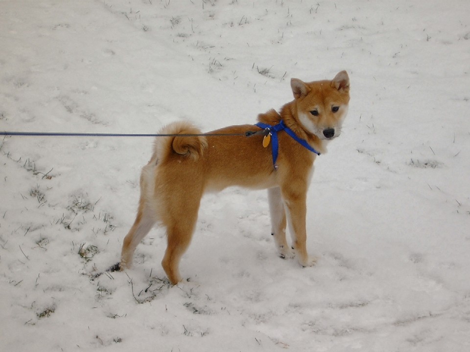 Ryu in the Snow