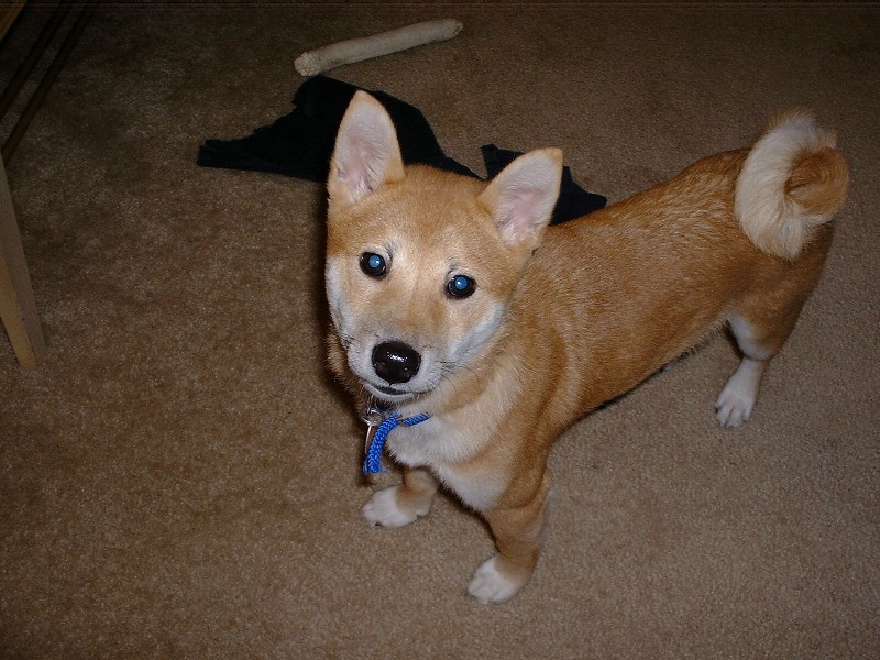 Curious Ryu